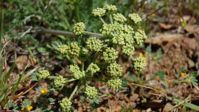 Lomatium macrocarpum Bigseed Biscuitroot, Lomatium macrocarpum