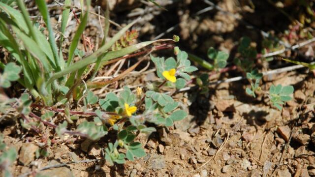 Acmispon brachycarpus Hill Lotus, Acmispon brachycarpus