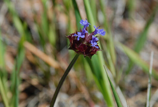 Salvia columbariae Chia, Salvia columbariae