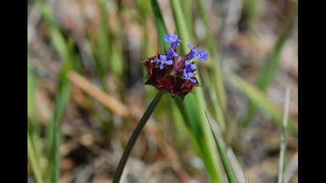 Salvia columbariae Chia, Salvia columbariae
