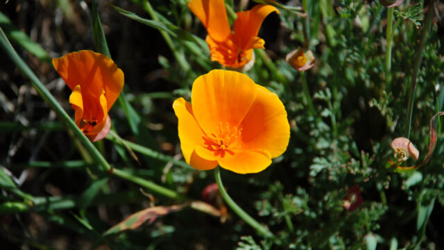 Eschscholzia californica California Poppy, Eschscholzia californica