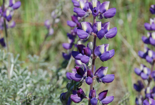 Lupinus albifrons Silver Bush Lupine, Lupinus albifrons