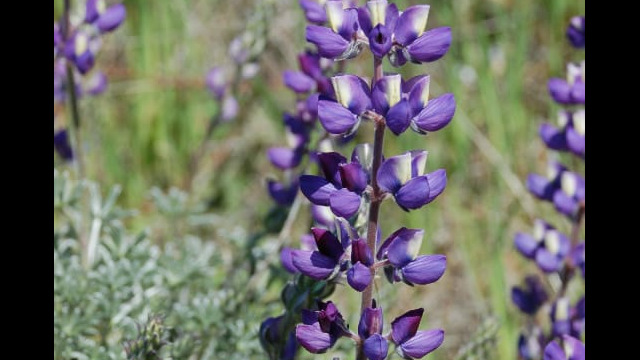 Lupinus albifrons Silver Bush Lupine, Lupinus albifrons
