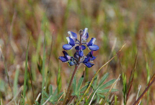 Lupinus bicolor Miniature Lupine, Lupinus bicolor