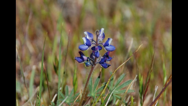 Lupinus bicolor Miniature Lupine, Lupinus bicolor