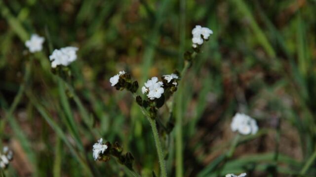 Plagiobothrys nothofulvus Popcorn Flower, Plagiobothrys nothofulvus
