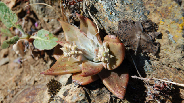 ? Dudleya sp.