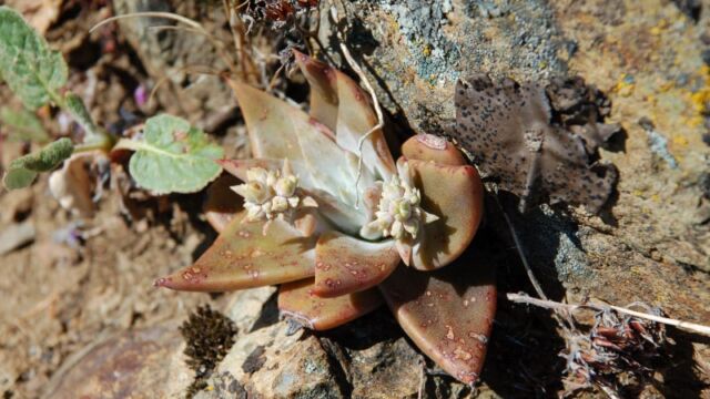 ? Dudleya sp.