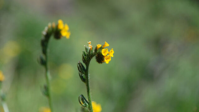 Amsinckia menziesii Fiddleneck, Amsinckia menziesii