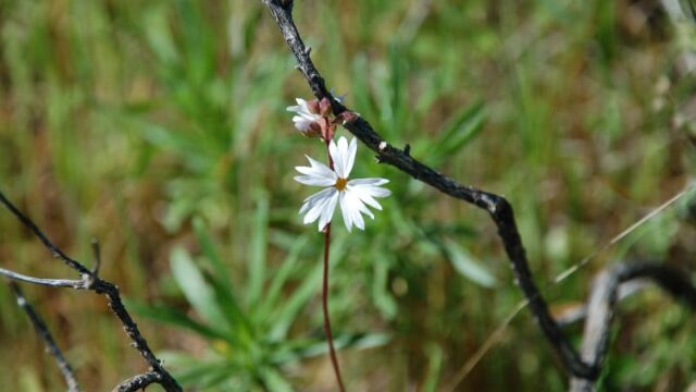 Lithophragma affine Woodland Star, Lithophragma affine