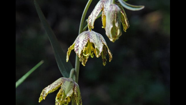 Fritillaria affinis Mission Bells, Fritillaria affinis