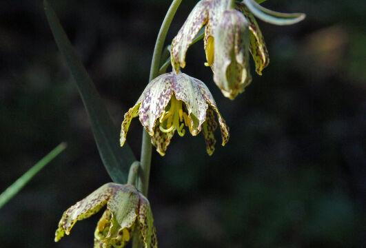 Fritillaria affinis Mission Bells, Fritillaria affinis