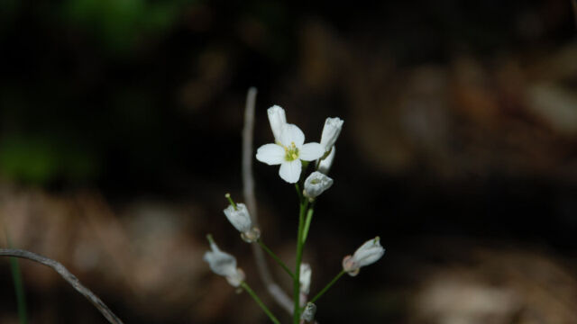 Cardamine californica Milk Maids, Cardamine californica