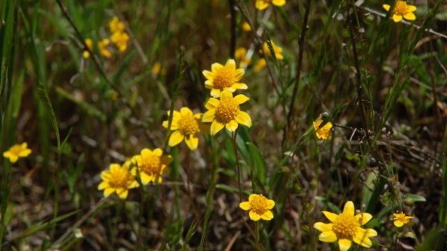 Lasthenia californica Goldfields, Lasthenia californica