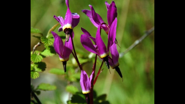 Primula hendersonii Henderson's shooting star, Primula hendersonii