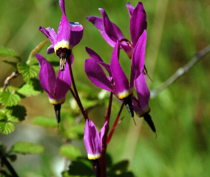 Primula hendersonii Henderson's shooting star, Primula hendersonii