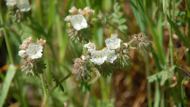 Phacelia distans Common Phacelia, Phacelia distans