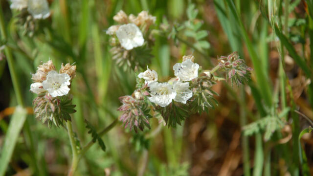 Phacelia distans Common Phacelia, Phacelia distans