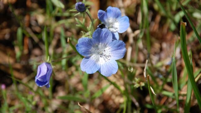 Nemophila menziesii Baby Blue Eyes, Nemophila menziesii