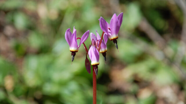 Primula hendersonii Henderson's shooting star, Primula hendersonii