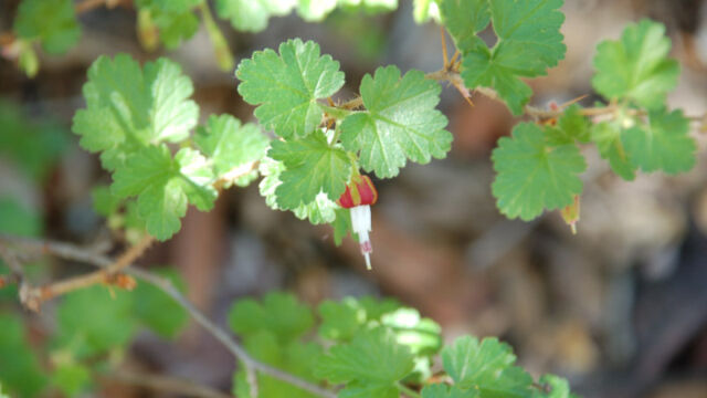 Ribes californicum California Gooseberry, Ribes californicum