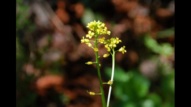 Sanicula crassicaulis Gamble Weed, Sanicula crassicaulis