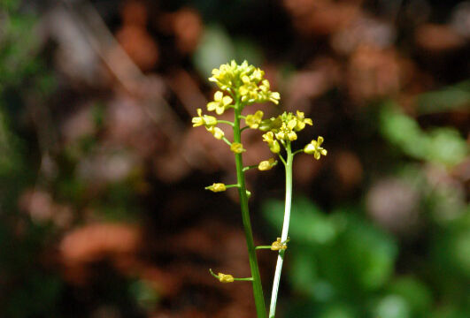 Sanicula crassicaulis Gamble Weed, Sanicula crassicaulis