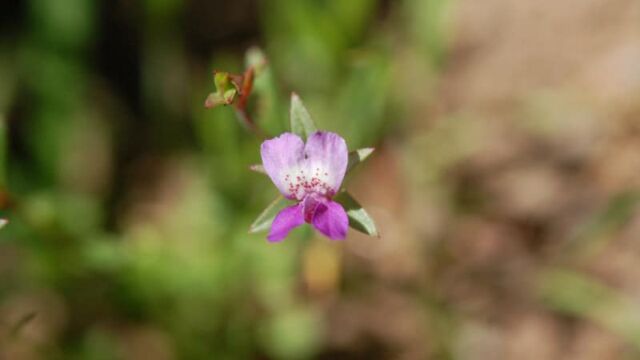 Collinsia sparsiflora Few Flowered Collinsia, Collinsia sparsiflora