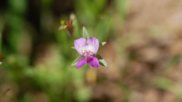 Collinsia sparsiflora Few Flowered Collinsia, Collinsia sparsiflora