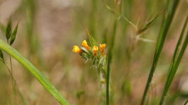 Amsinckia tessellata Devil's Lettuce, Amsinckia tessellata
