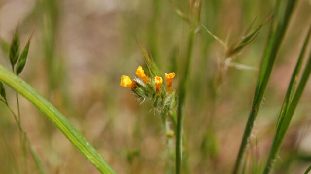 Amsinckia tessellata Devil's Lettuce, Amsinckia tessellata