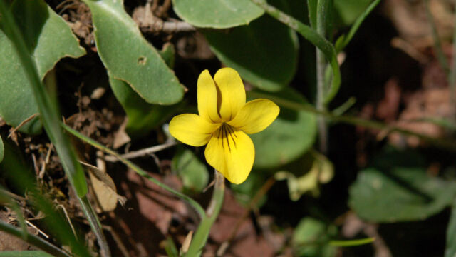 Viola pedunculata California Golden Violet, Viola pedunculata