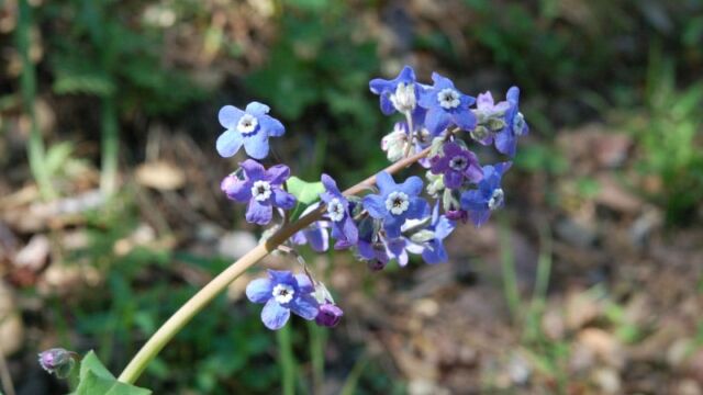 Cynoglossum grande Western Hound's Tongue, Cynoglossum grande