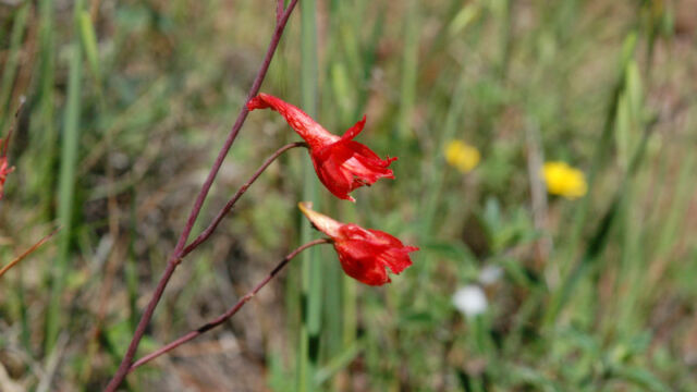Delphinium nudicaule Red Larkspur, Delphinium nudicaule