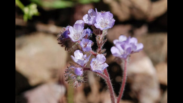 Phacelia breweri Brewer's Phacelia, Phacelia breweri