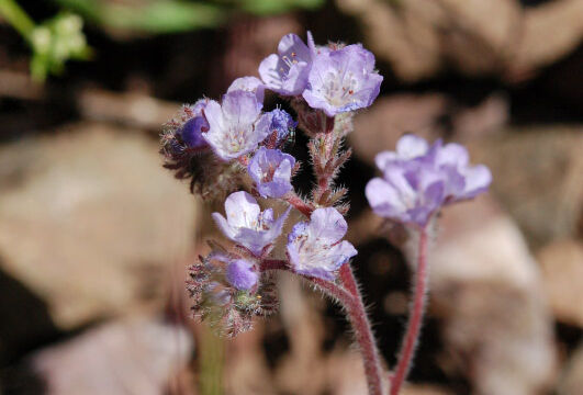 Phacelia breweri Brewer's Phacelia, Phacelia breweri