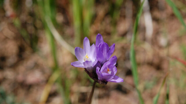 Dichelostemma capitatum Blue Dicks, Dichelostemma capitatum