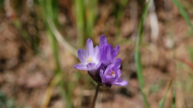 Dichelostemma capitatum Blue Dicks, Dichelostemma capitatum