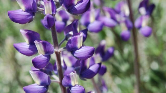 Lupinus albifrons Silver Bush Lupine, Lupinus albifrons