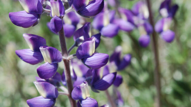 Lupinus albifrons Silver Bush Lupine, Lupinus albifrons