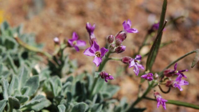 Arabis breweri Brewer's Rock Cress, Arabis breweri