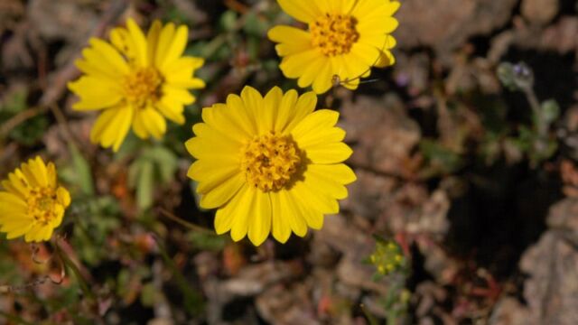 Layia platyglossa Coastal Tidytips, Layia platyglossa
