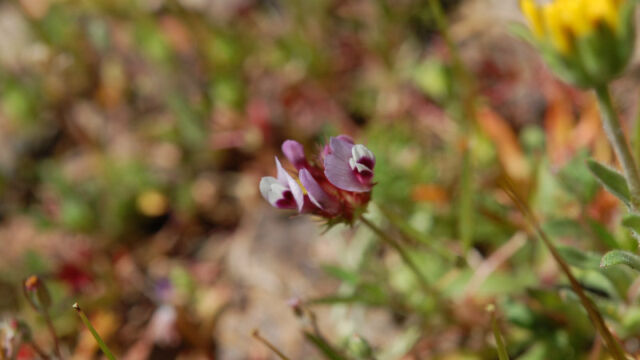 Trifolium willdenovii Tomcat Clover, Trifolium willdenovii