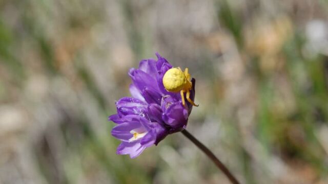 Dipterostemon capitatus subsp. capitatus Blue Dicks with Yellow Crab Spider, Dichelostemma capitatum