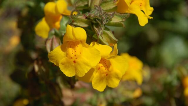 Mimulus guttatus Yellow Monkey Flower, Mimulus guttatus