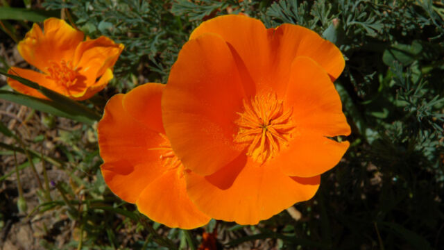 Eschscholzia californica California Poppy, Eschscholzia californica