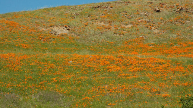 Hillside of California Poppy
