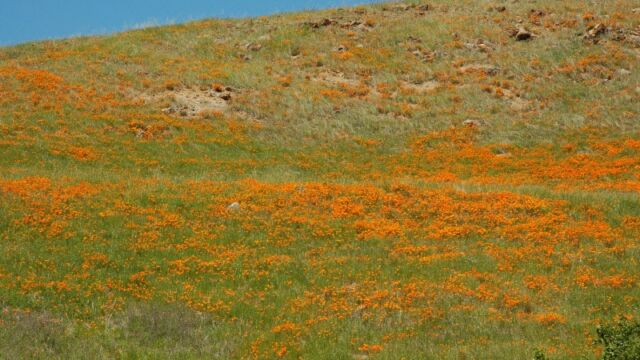 Hillside of California Poppy