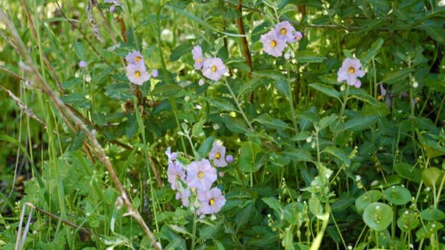 Solanum umbelliferum Blue Witch, Solanum umbelliferum
