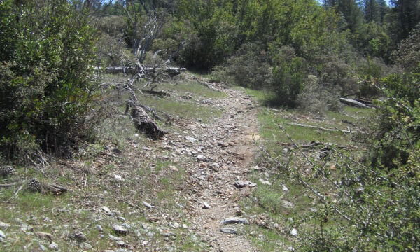 Trail up the hill Traverse Creek